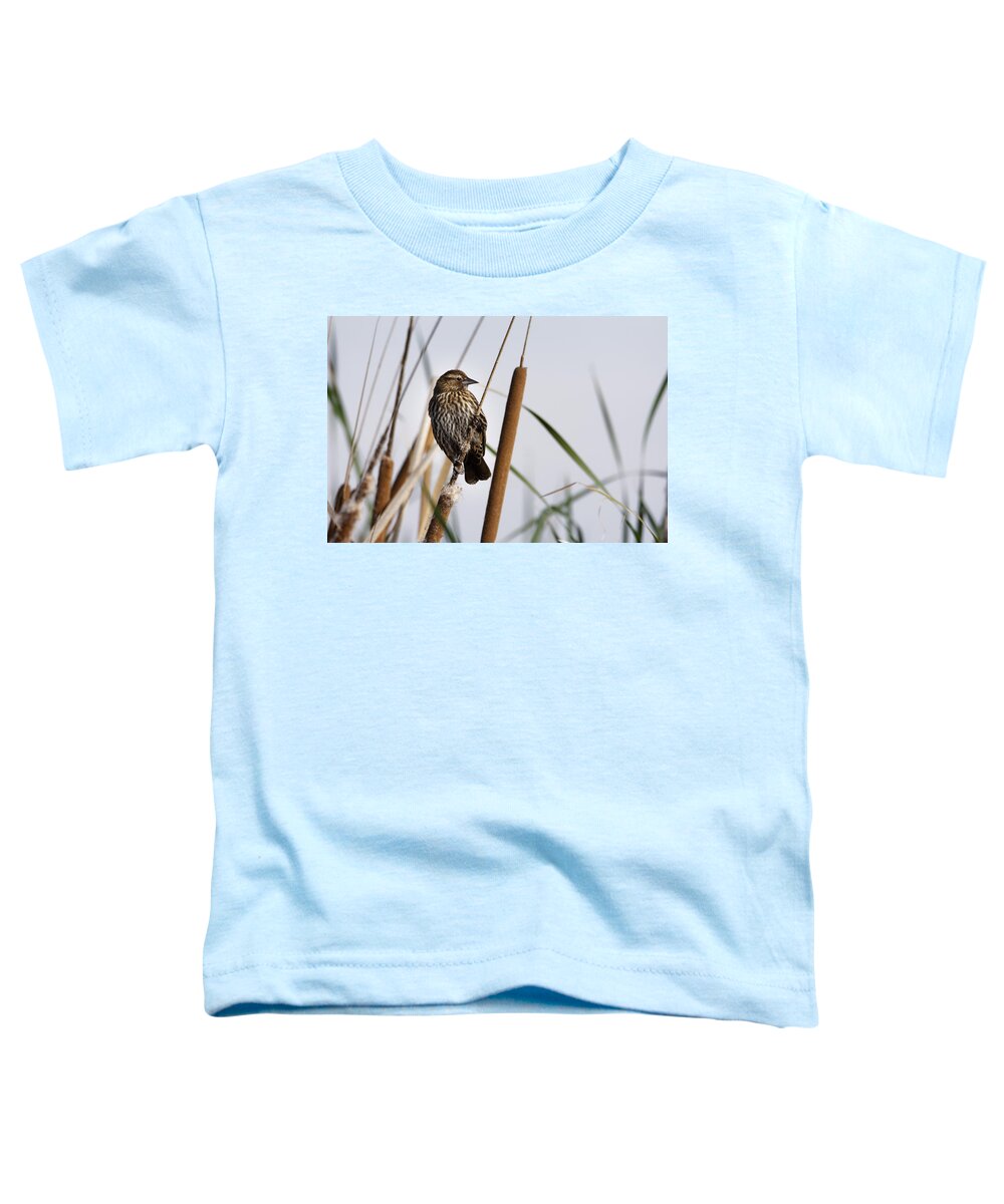 Looking Over The Marsh Toddler T-Shirt featuring the photograph Looking Over The Marsh -- Female Red-Winged Blackbird at Merced National Wildlife Refuge, California by Darin Volpe