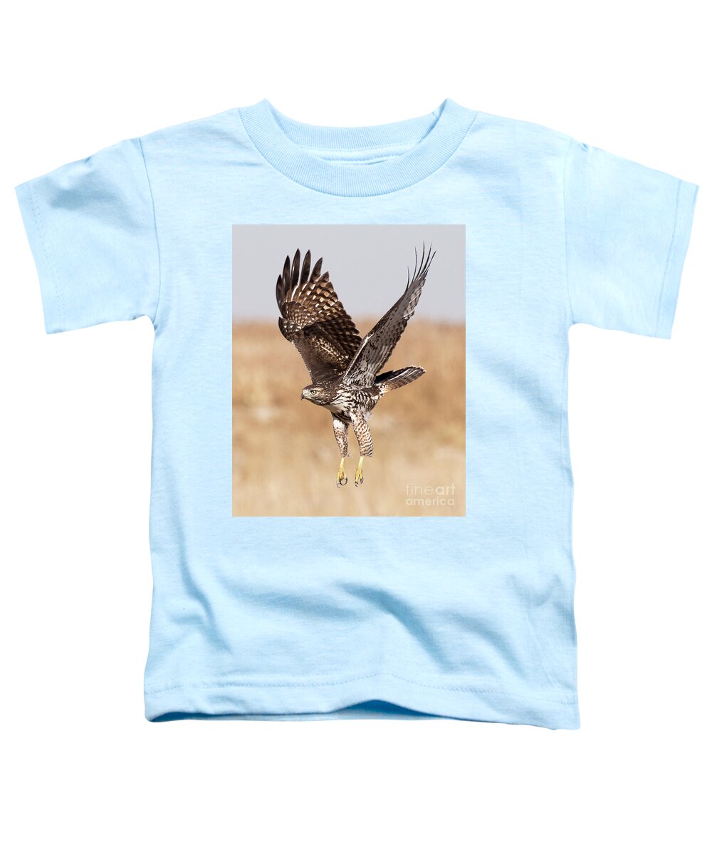 Bird Toddler T-Shirt featuring the photograph Red-tailed Hawk on the Wing #3 by Dennis Hammer