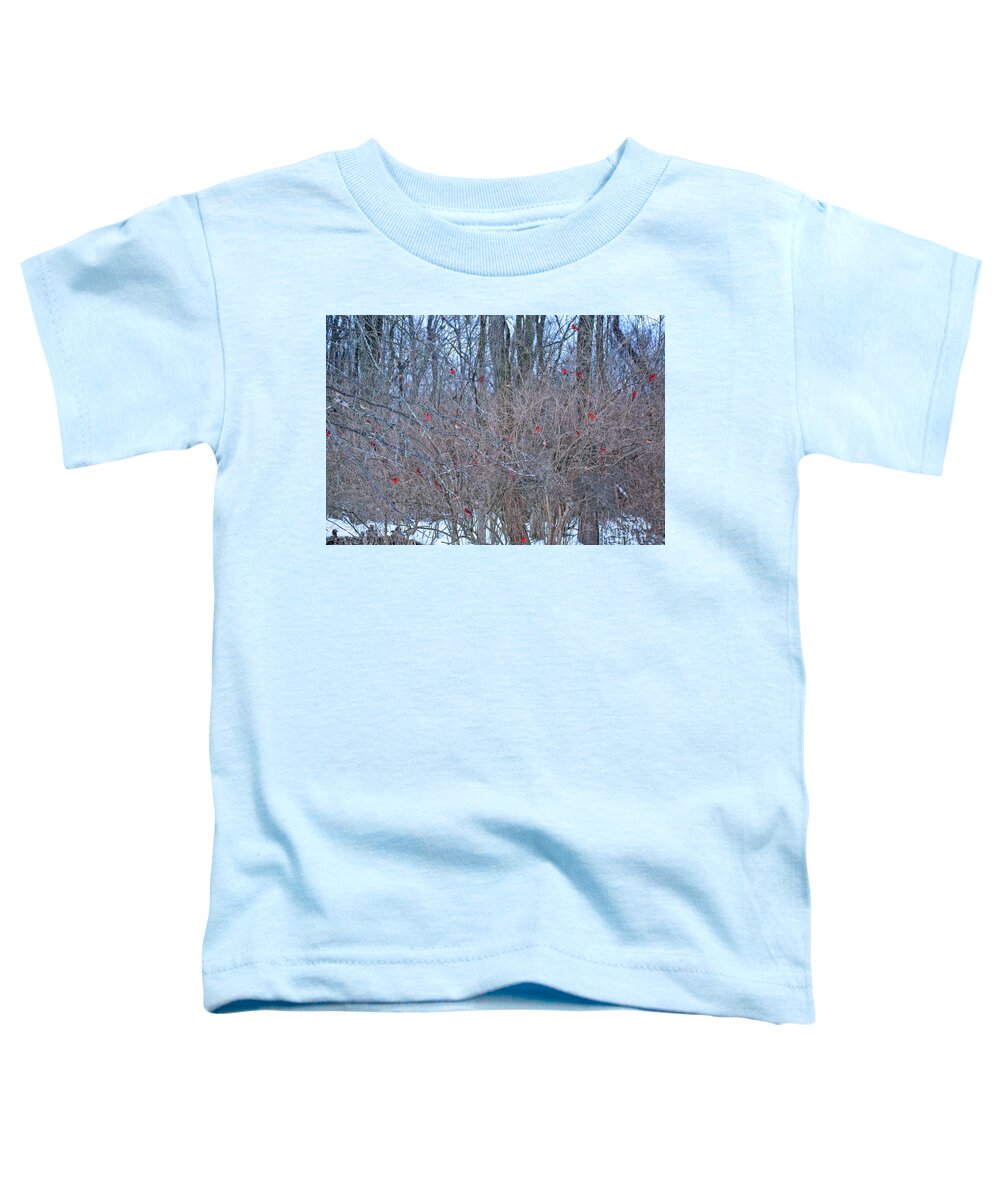 Cardinals Toddler T-Shirt featuring the photograph Cardinals Galore #35 by PJQandFriends Photography