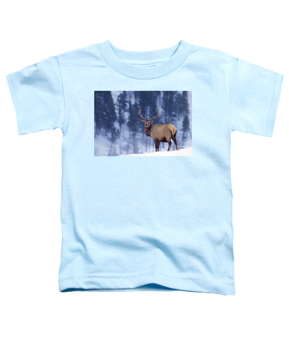 Dave Welling Toddler T-Shirt featuring the photograph Bull Elk In Snow Cervus Elaphus Wild Wyoming by Dave Welling