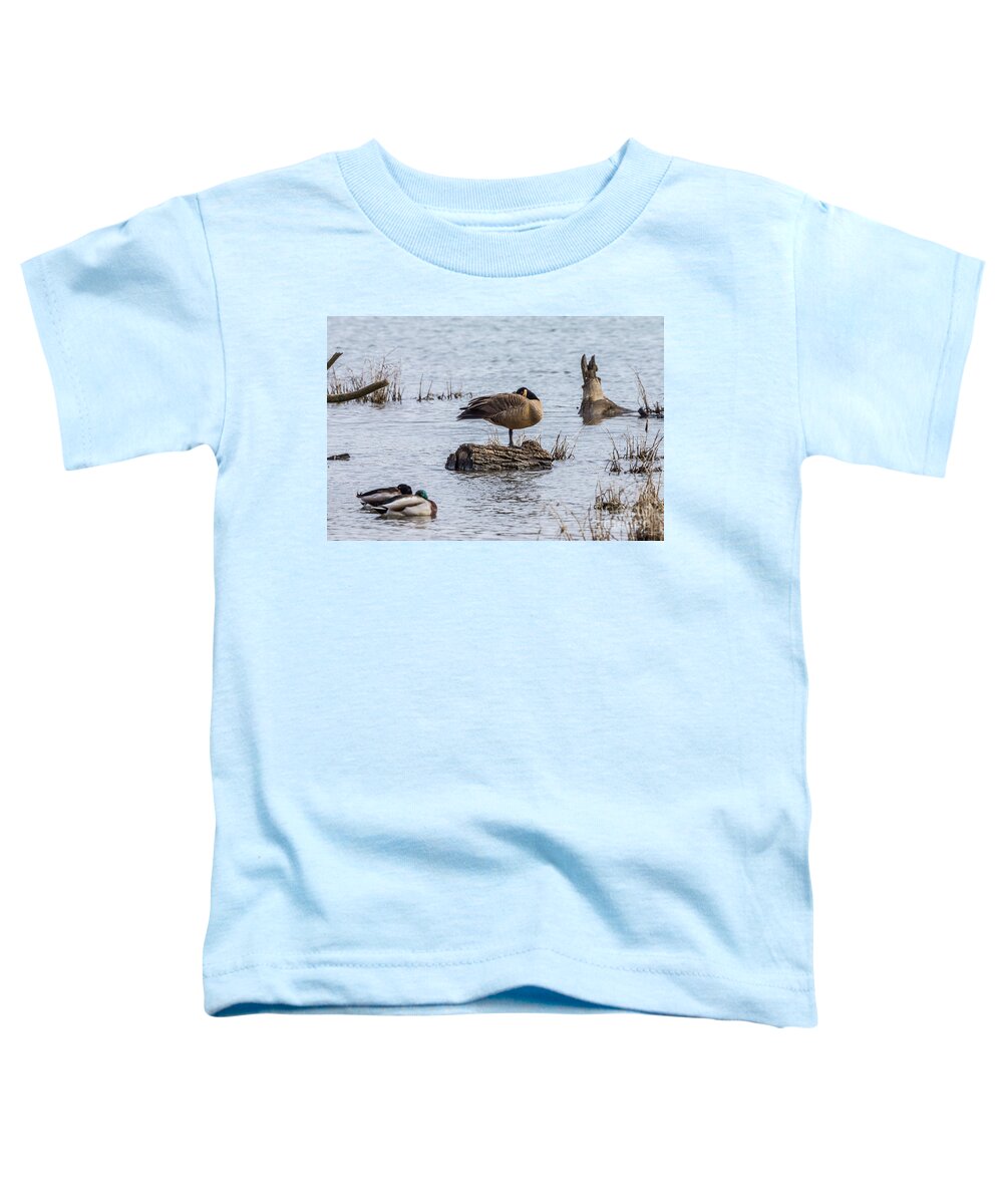 Canada Goose Toddler T-Shirt featuring the photograph Canada Goose Sleeping On One Leg by Jennifer White