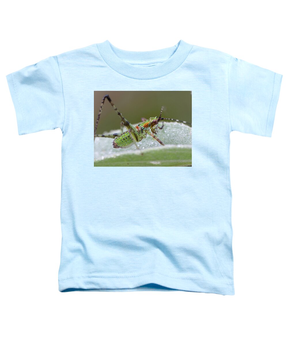 Grasshopper Toddler T-Shirt featuring the photograph Katydid Nymph by Phil And Karen Rispin