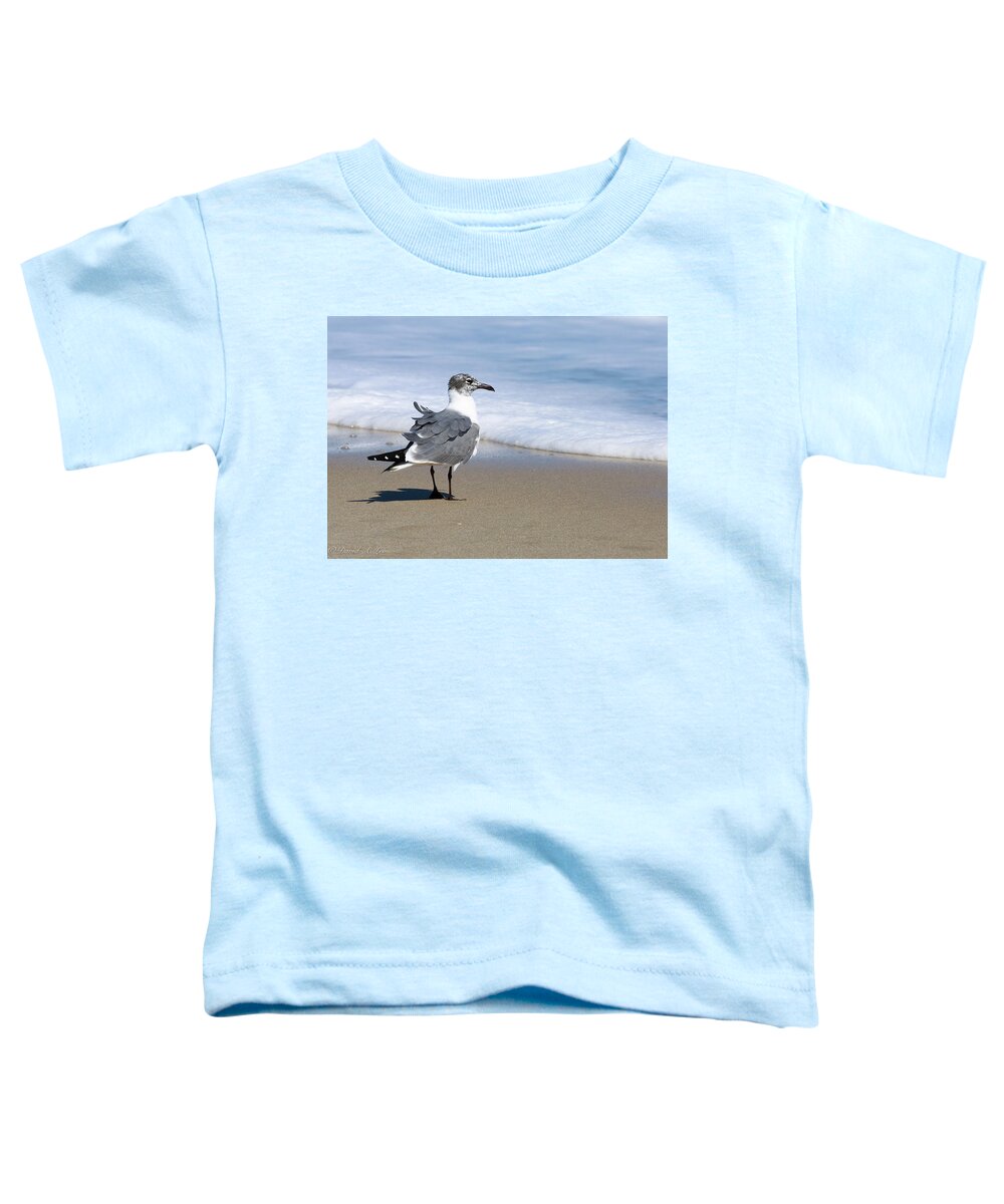 Birds Toddler T-Shirt featuring the photograph Laughing Gull by David Lee