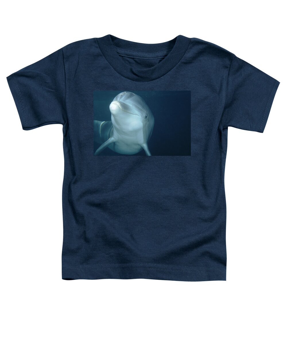 Feb0514 Toddler T-Shirt featuring the photograph Bottlenose Dolphin Hawaii #2 by Flip Nicklin
