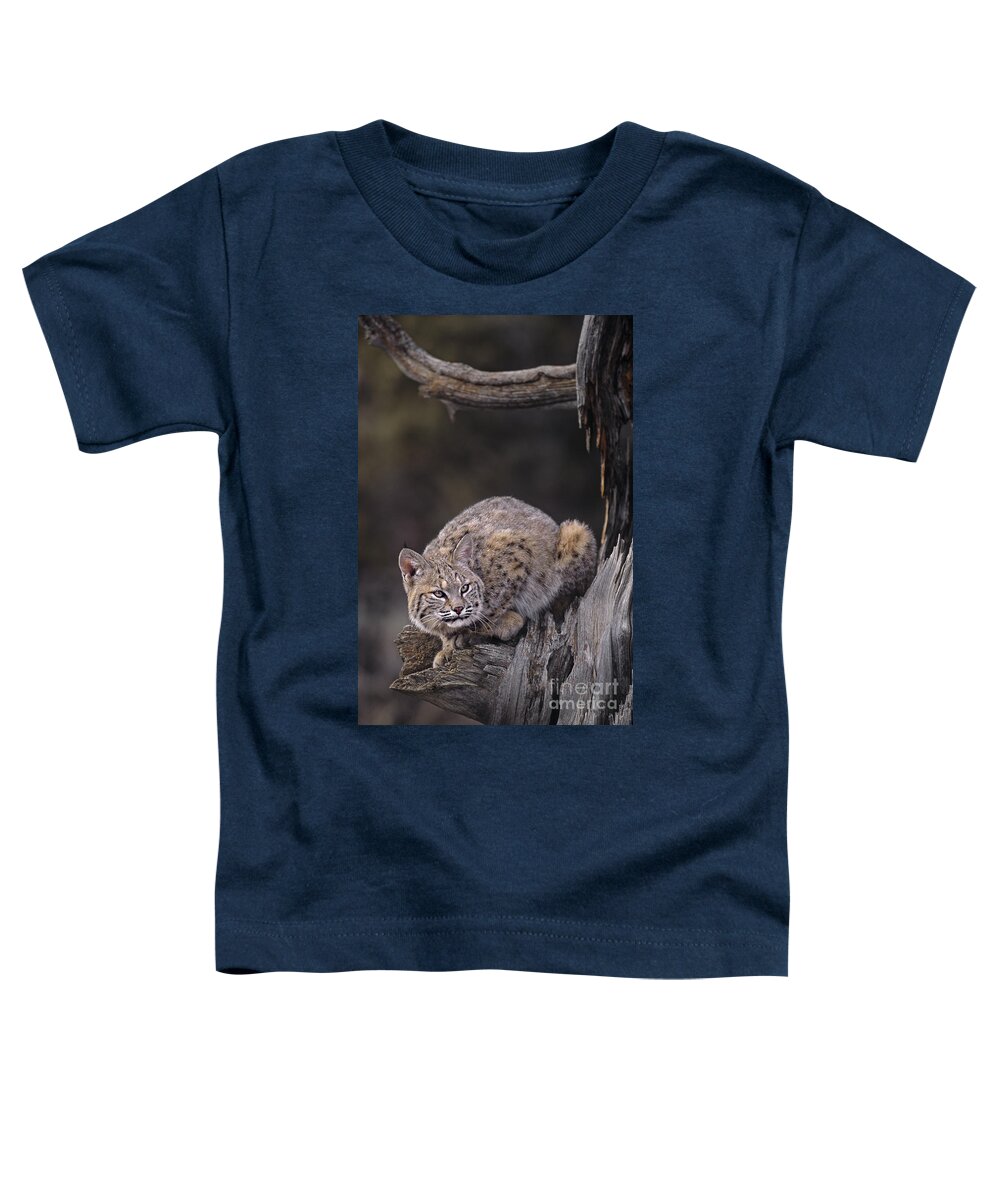 North America Toddler T-Shirt featuring the photograph Crouching Bobcat Montana Wildlife by Dave Welling