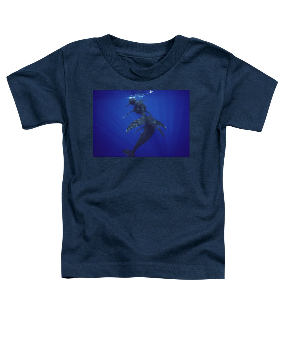 Feb0514 Toddler T-Shirt featuring the photograph Humpback Whale Calf Mother And Male by Flip Nicklin