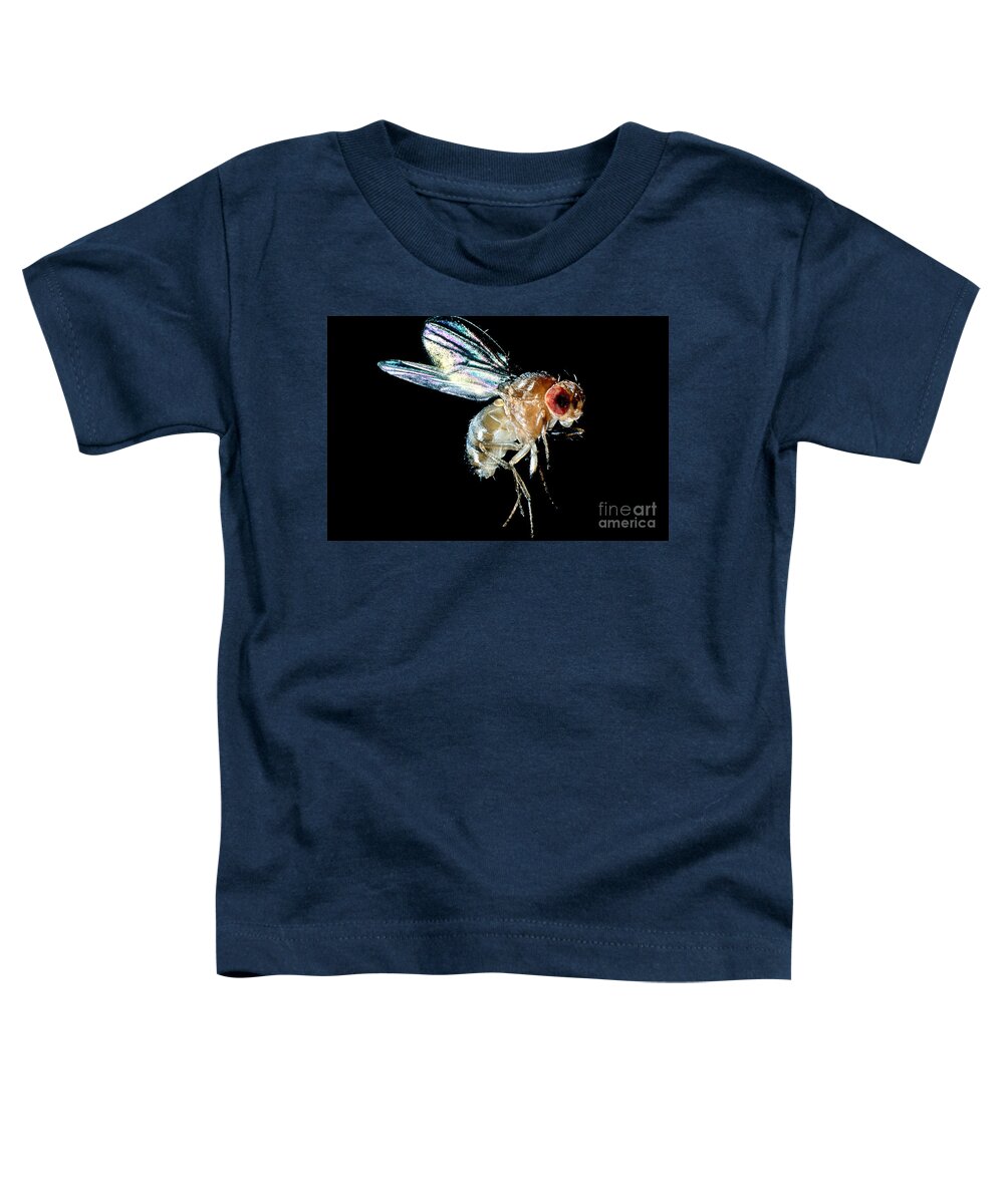 Drosophila Toddler T-Shirt featuring the photograph Normal Red-eyed Fruit Fly by Darwin Dale
