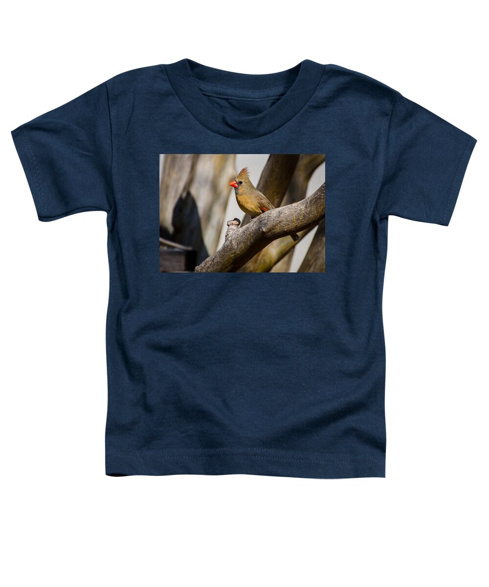 Cardinal Toddler T-Shirt featuring the photograph Perched by David Downs