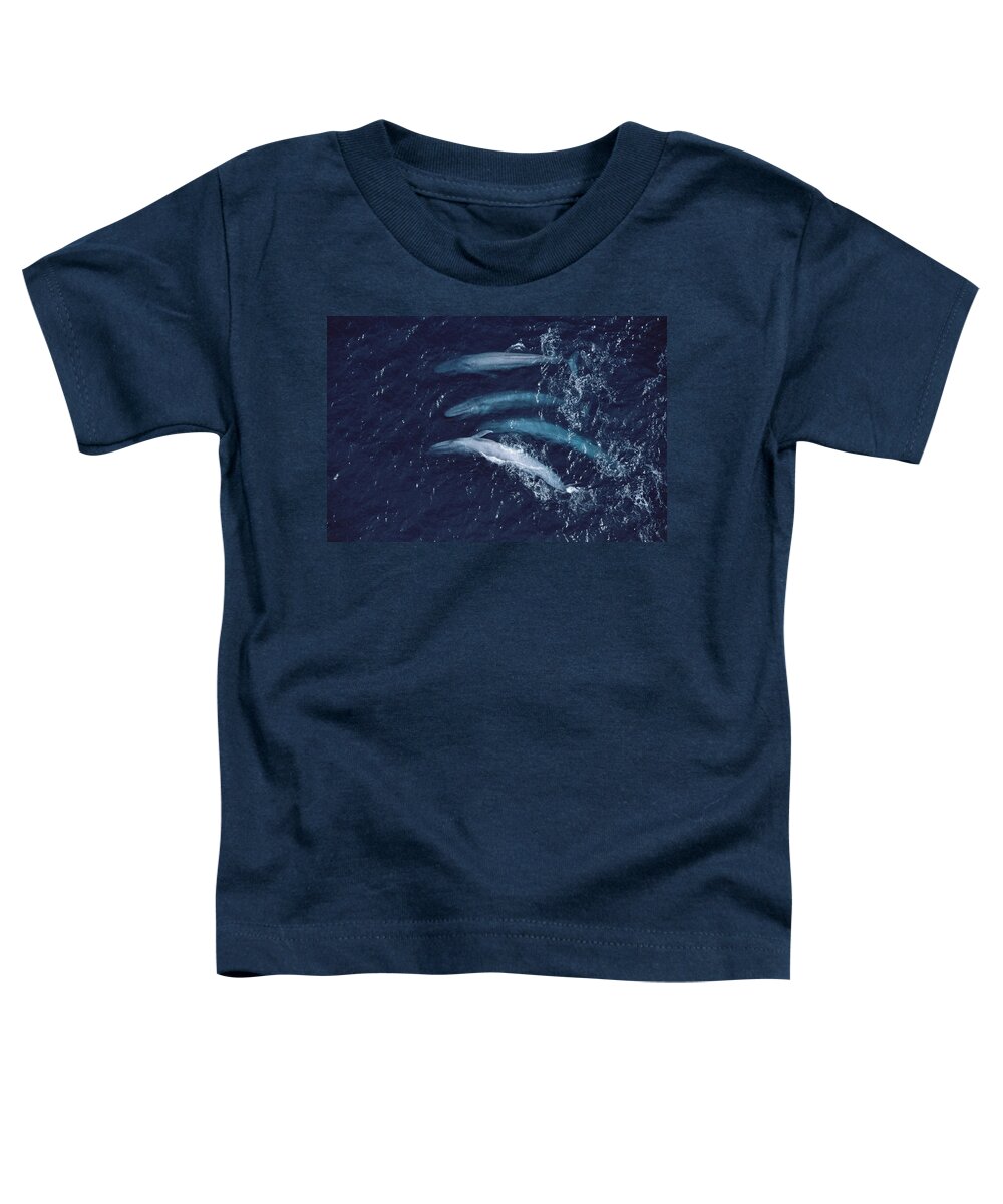 00105703 Toddler T-Shirt featuring the photograph Blue Whales Santa Barbara Channel #1 by Flip Nicklin