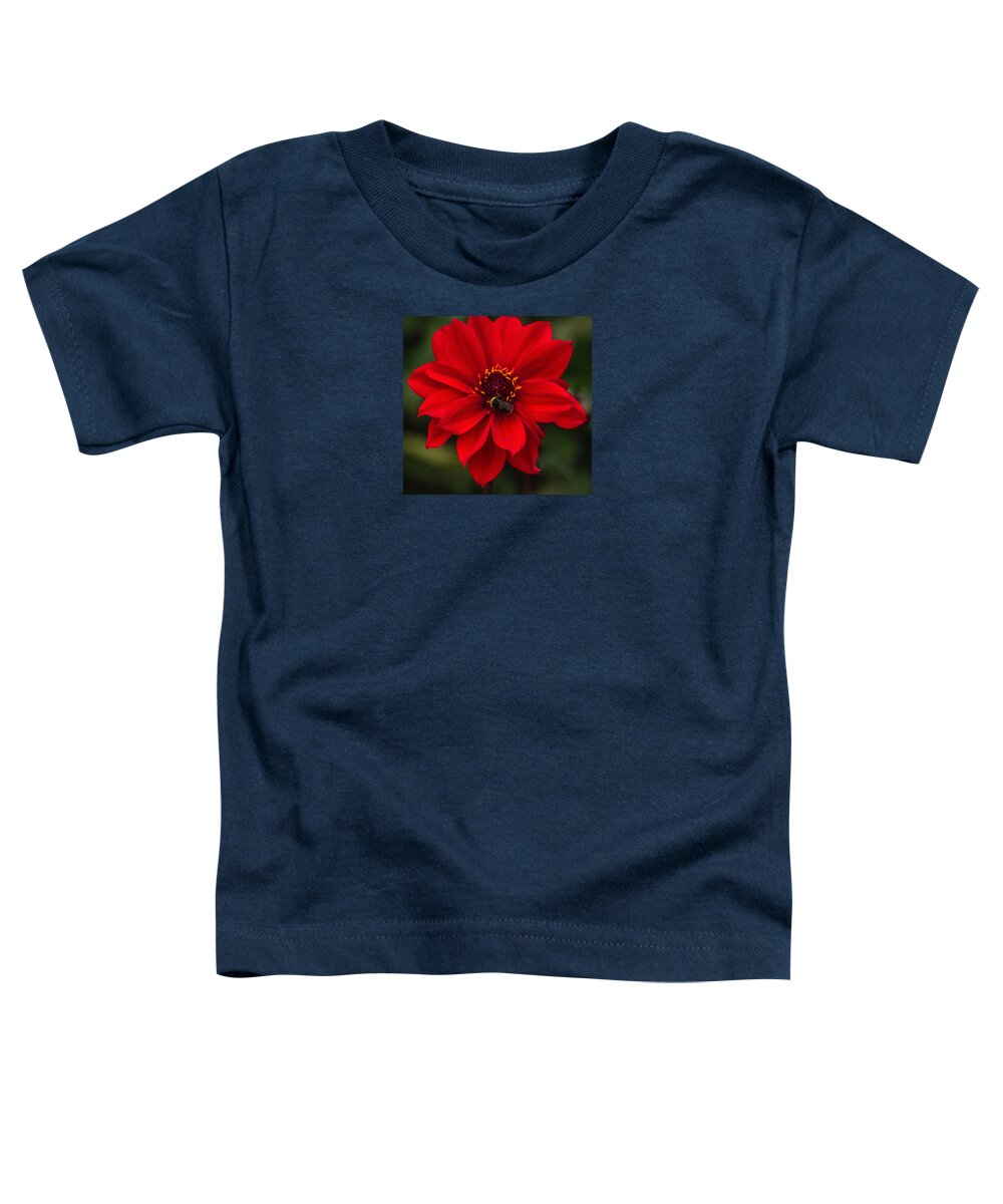 Flowers Toddler T-Shirt featuring the photograph Ravishing Red Dahlia With Bee by Venetia Featherstone-Witty