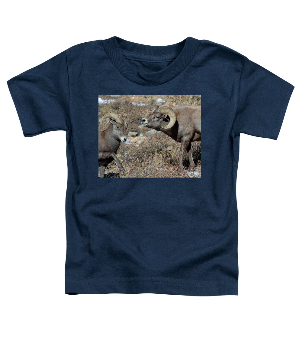 Rocky Mountain Big Horn Ram Toddler T-Shirt featuring the photograph Rocky Mountain Big Horn Sheep #1 by Gary Langley
