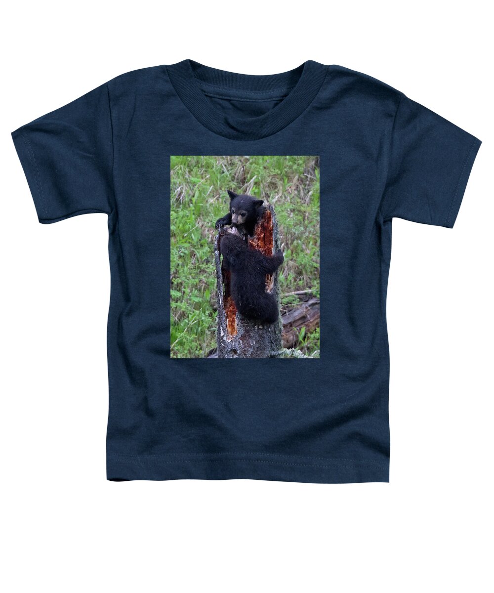 Bear Cubs Toddler T-Shirt featuring the photograph King of the Stump Black Bear Cub Game by Natural Focal Point Photography