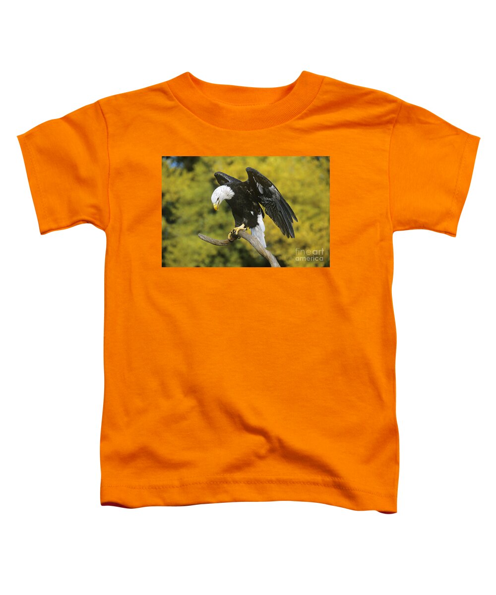 North America Wildlife Toddler T-Shirt featuring the photograph Bald Eagle in Perch Wildlife Rescue by Dave Welling