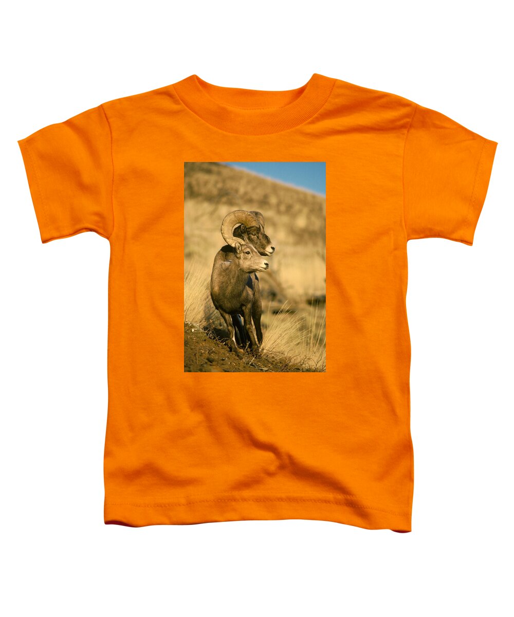 Feb0514 Toddler T-Shirt featuring the photograph Bighorn Sheep Yellowstone Np Wyoming by Michael Quinton