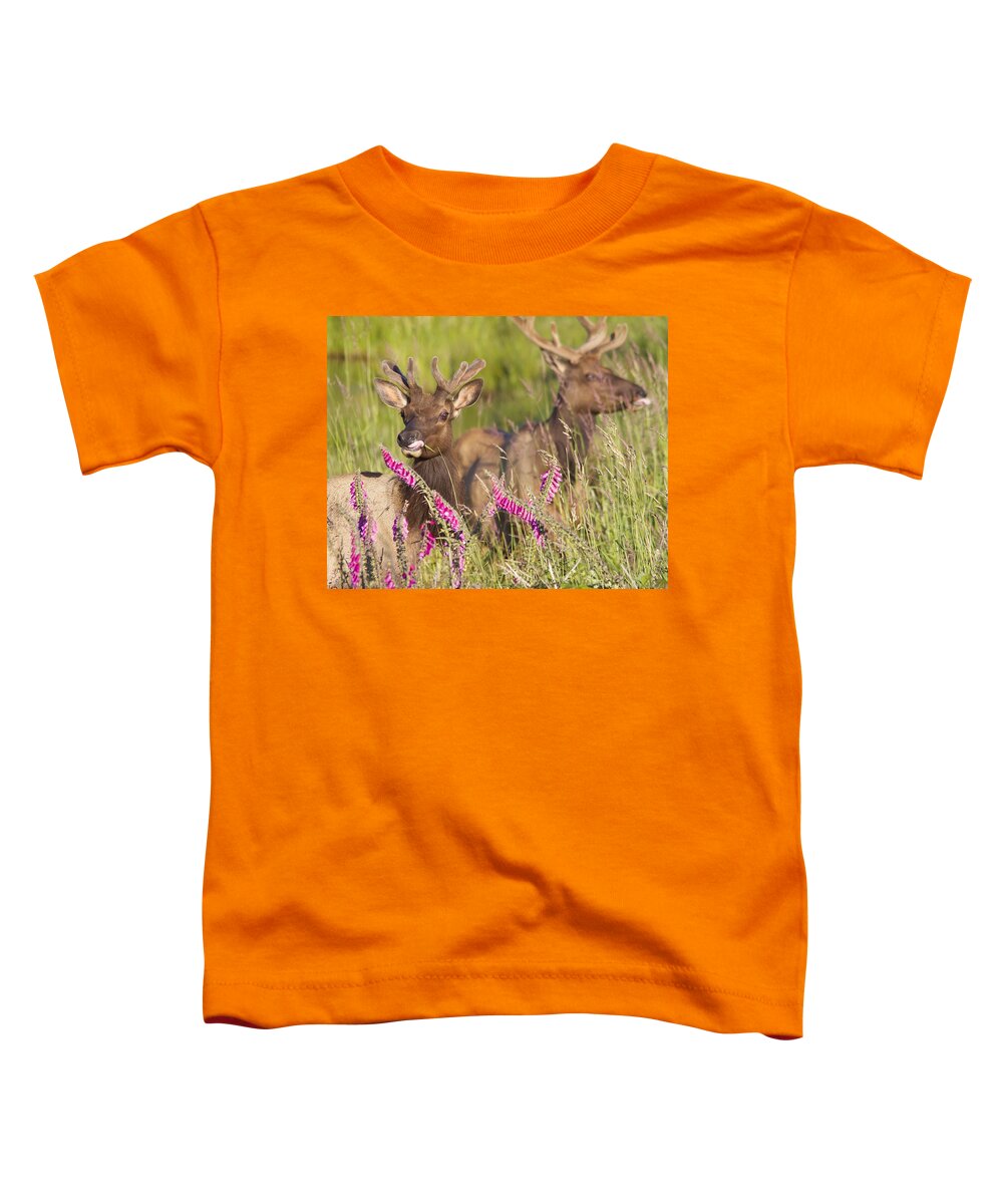 Elk Toddler T-Shirt featuring the photograph Grazing at Dusk by Todd Kreuter