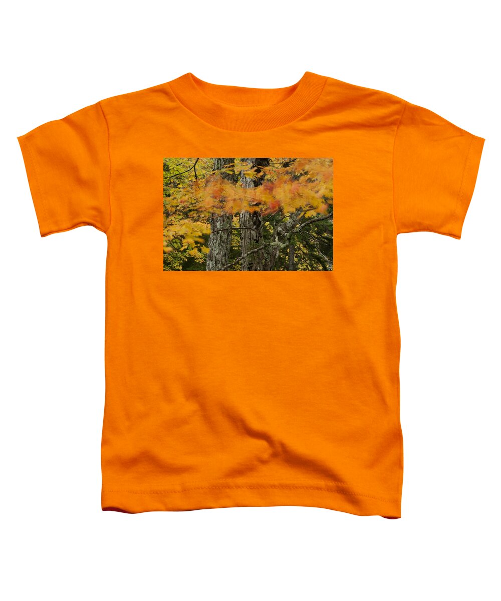Fall Toddler T-Shirt featuring the photograph Wind Blown Maple Acadia IMG 6419 by Greg Kluempers