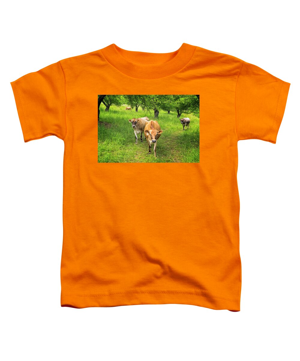 Sunset Lake Road West Brattleboro Vermont Toddler T-Shirt featuring the photograph Cows In Apple Orchard by Tom Singleton