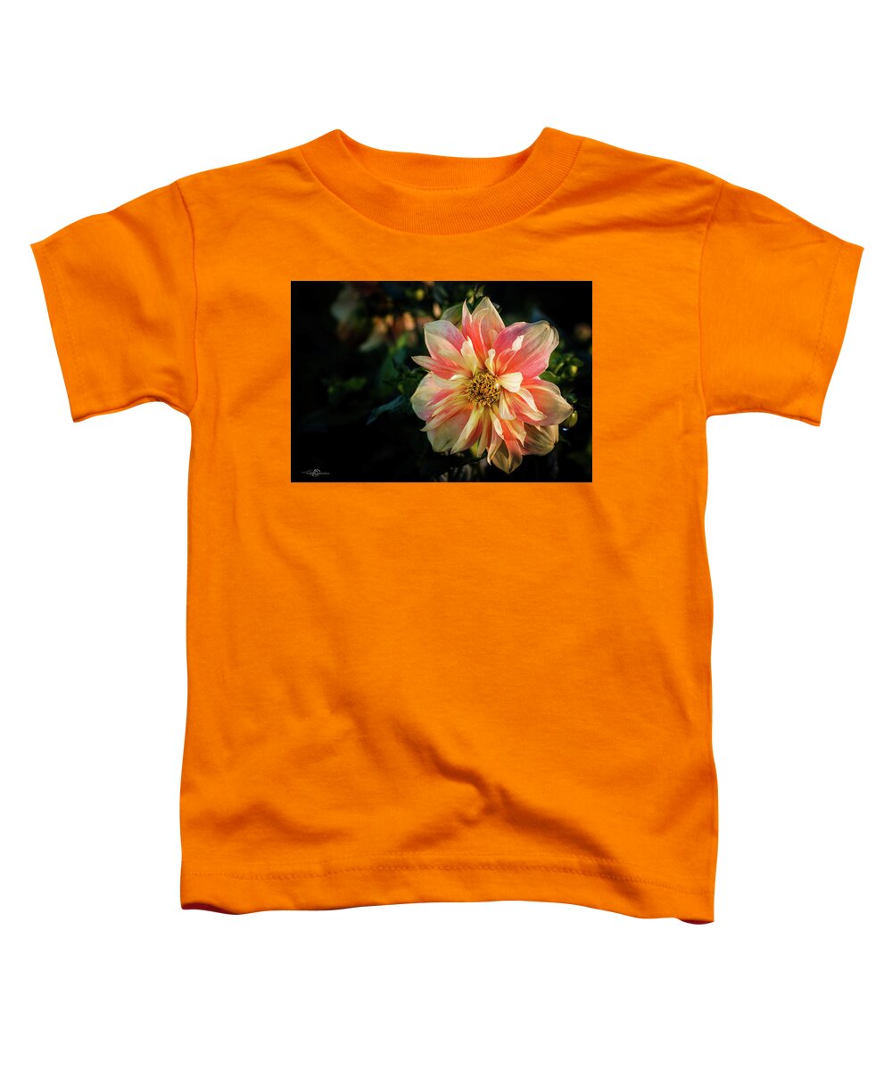 Dahlia Apple Blossom Toddler T-Shirt featuring the photograph Dahlia named Apple Blossom by Torbjorn Swenelius