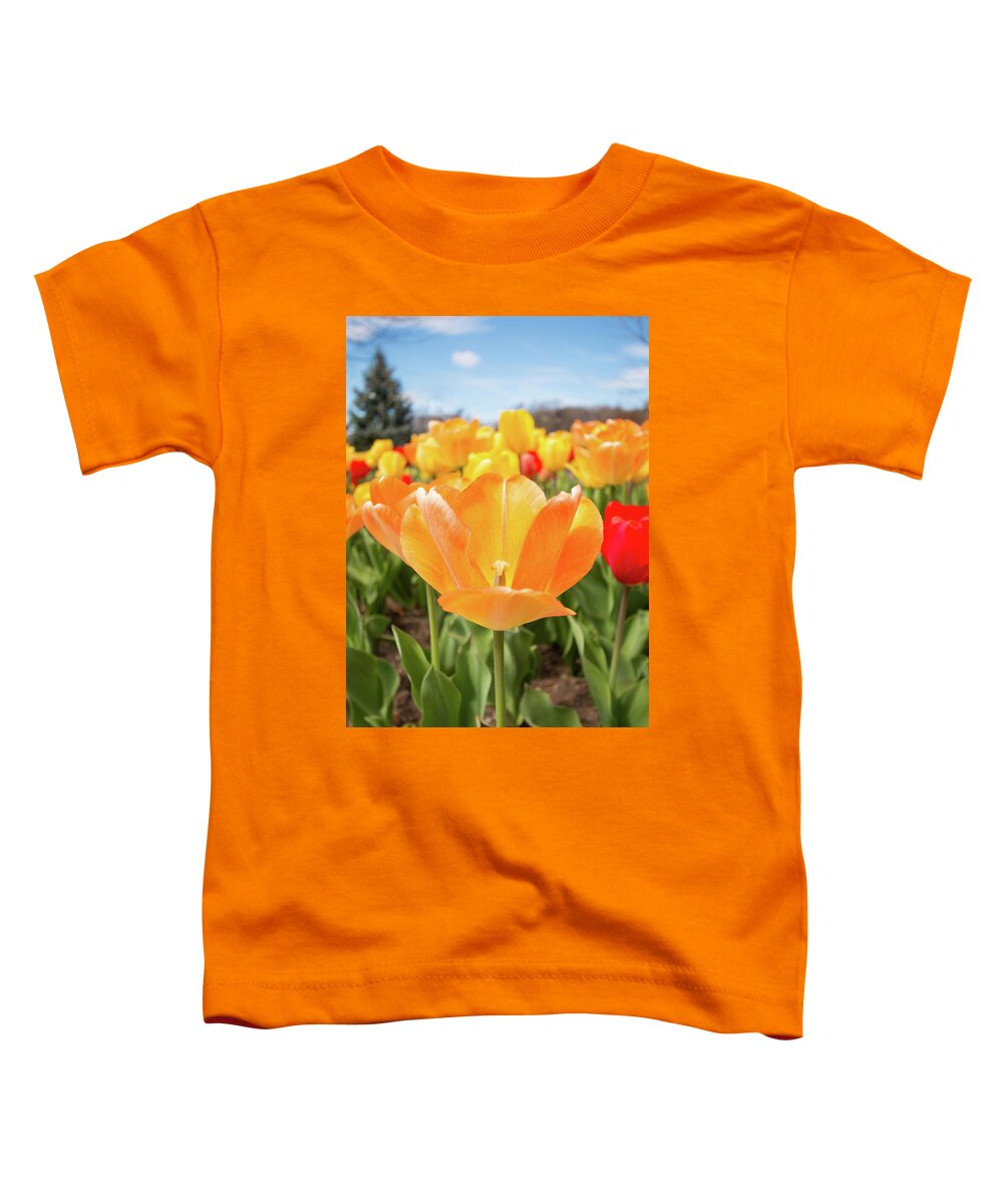 Tulips Tulip Outside Outdoors Botany Botanic Botanical Flowers Plants Garden Gardening Ma Mass Massachusetts Sky Brian Hale Brianhalephoto New England Newengland Toddler T-Shirt featuring the photograph Front of the Tulips by Brian Hale