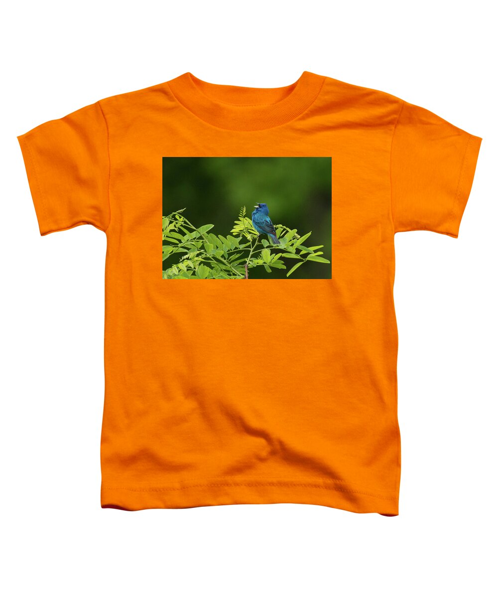 Bird Toddler T-Shirt featuring the photograph Indigo Bunting by Jody Partin