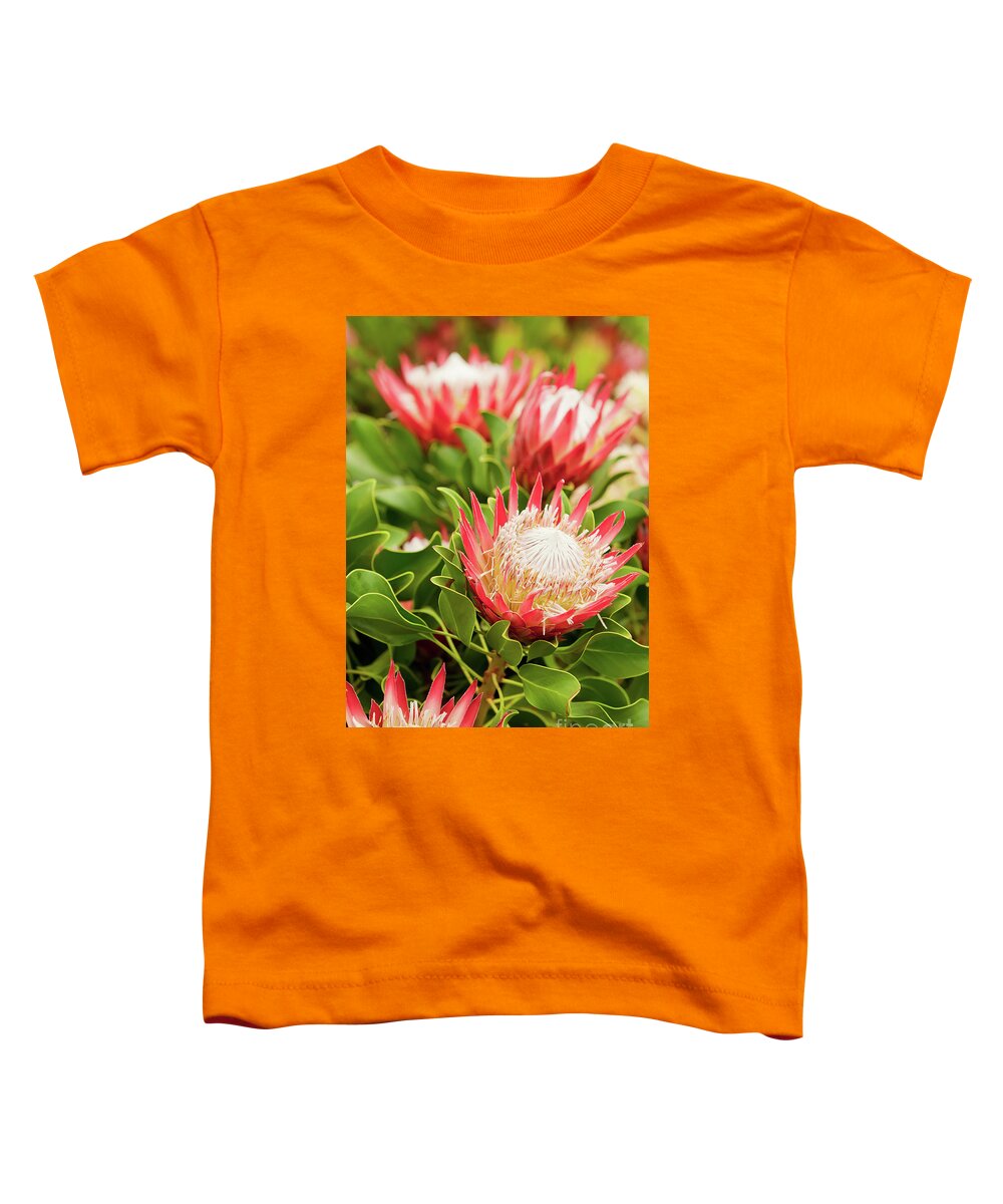 King Protea Toddler T-Shirt featuring the photograph King Protea flowers by Simon Bratt