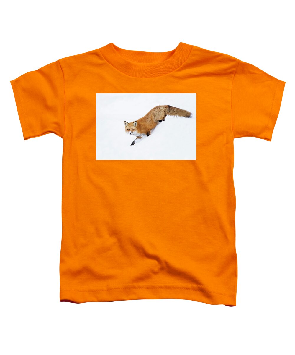 Animal Toddler T-Shirt featuring the photograph Mr Sly by Mircea Costina Photography