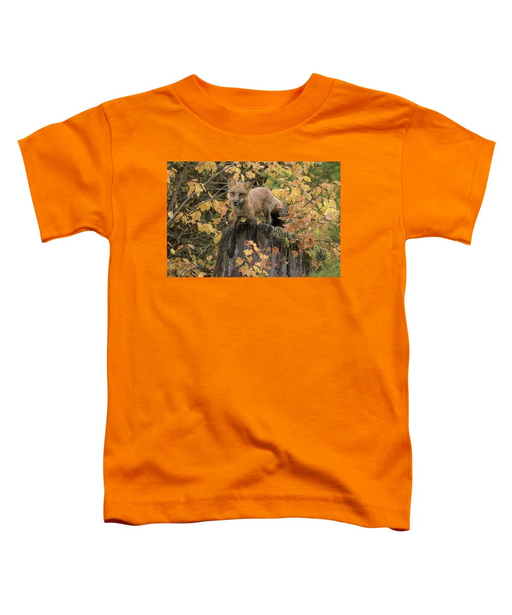 Fox Toddler T-Shirt featuring the photograph Red Fox by Mary Jo Cox