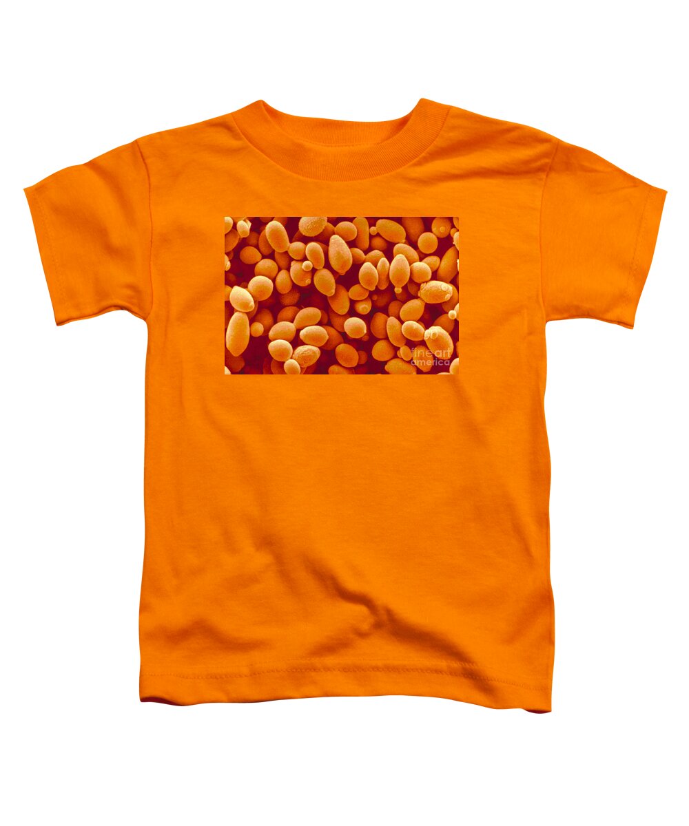 Saccharomyces Cerevisiae Yeast Toddler T-Shirt featuring the photograph Saccharomyces Cerevisiae Yeast by Scimat