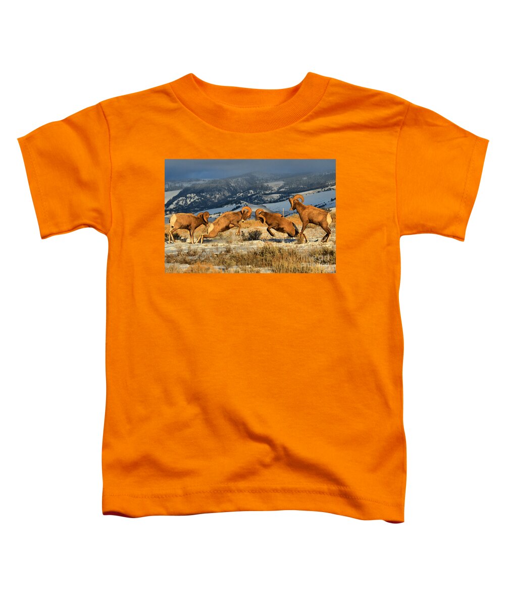Bighorn Sheep Toddler T-Shirt featuring the photograph Teton Bighorn Brawlers Crop 2 by Adam Jewell