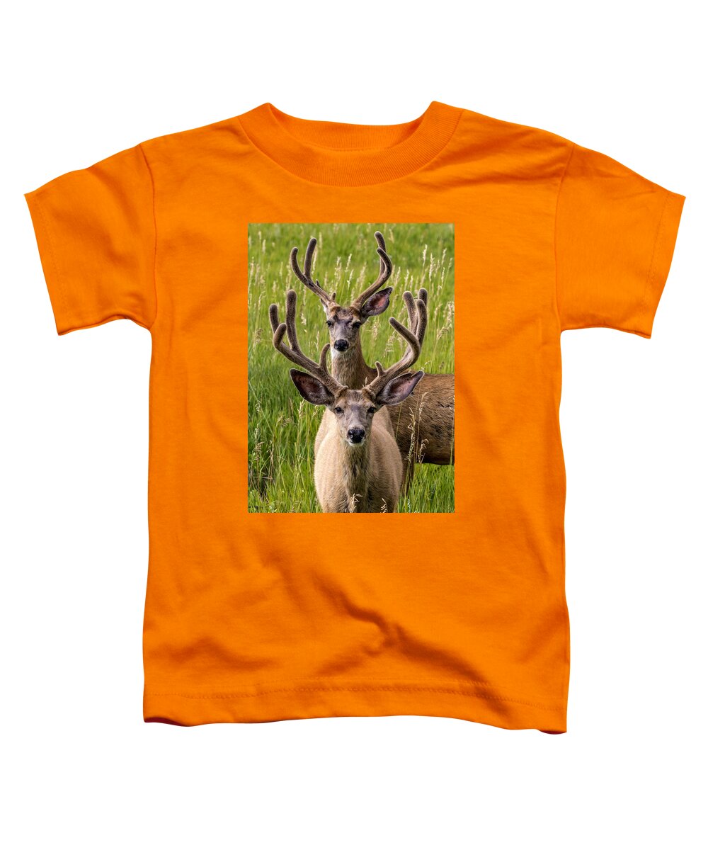 Animals Toddler T-Shirt featuring the photograph Velvet Bucks by Dawn Key