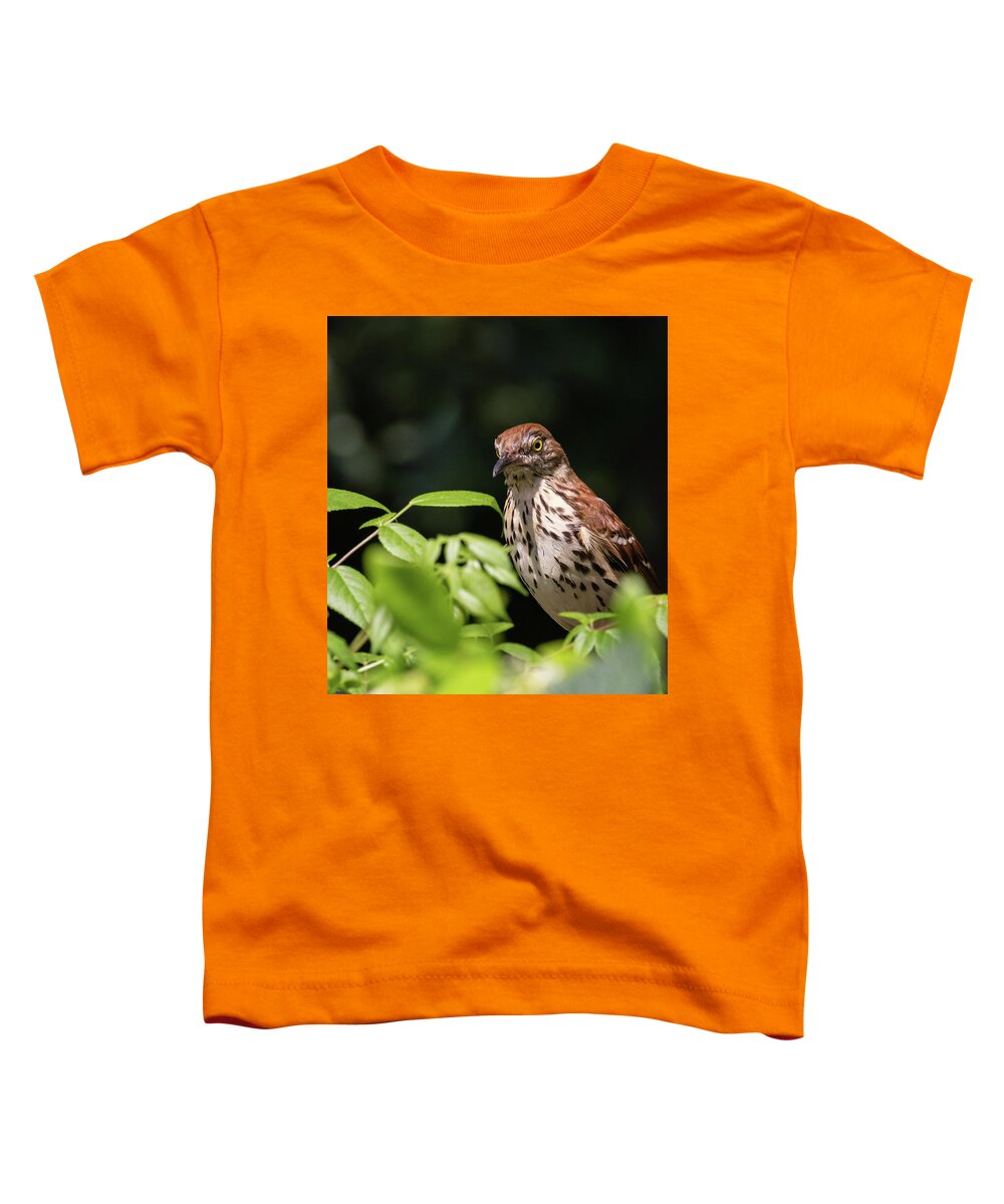 Brown Thrasher Toddler T-Shirt featuring the photograph Watchful Eye, Brown Thrasher, Toxostoma rufum by Christy Cox