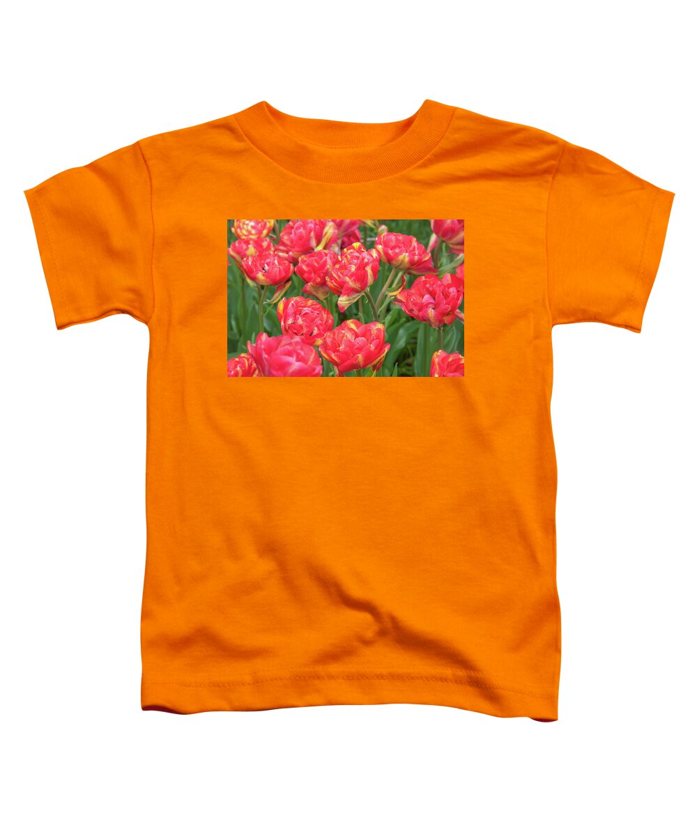 Jenny Rainbow Fine Art Photography Toddler T-Shirt featuring the photograph Double Late Tulips Sundowner by Jenny Rainbow