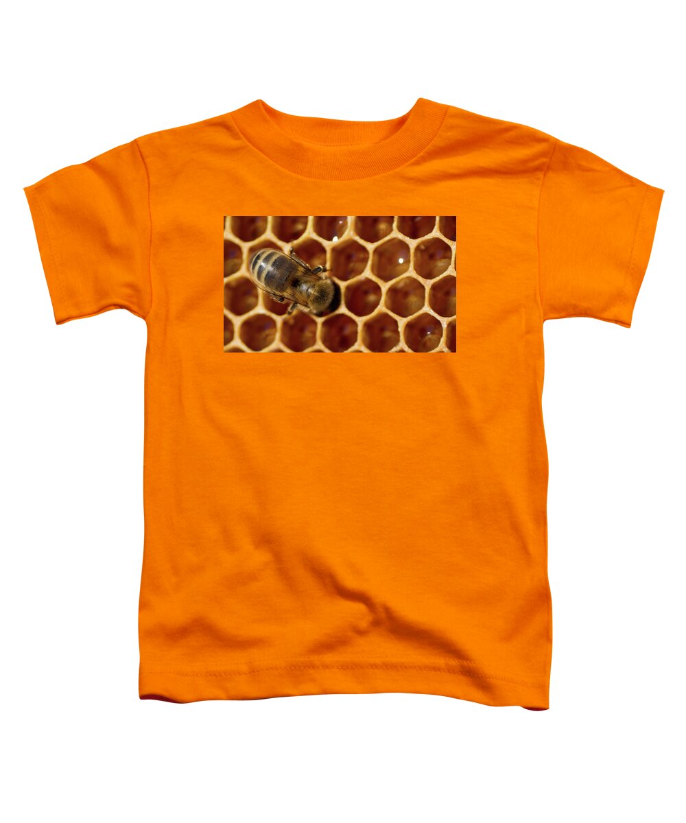 Animal Toddler T-Shirt featuring the photograph Close-up of one bee on honeycomb by Jean-Luc Farges