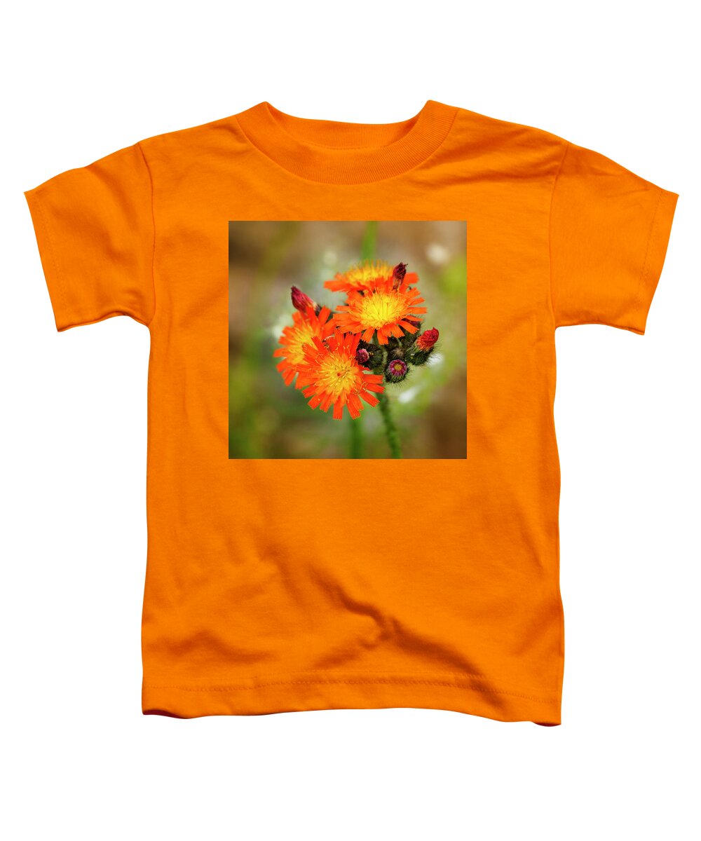 Flora Toddler T-Shirt featuring the photograph Orange Hawkweed - Hieracium aurantiacum by Mary Lee Dereske