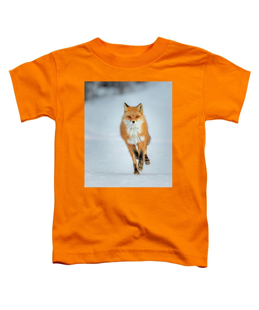 (vulpes Vulpes) Toddler T-Shirt featuring the photograph Red Fox Running by James Capo