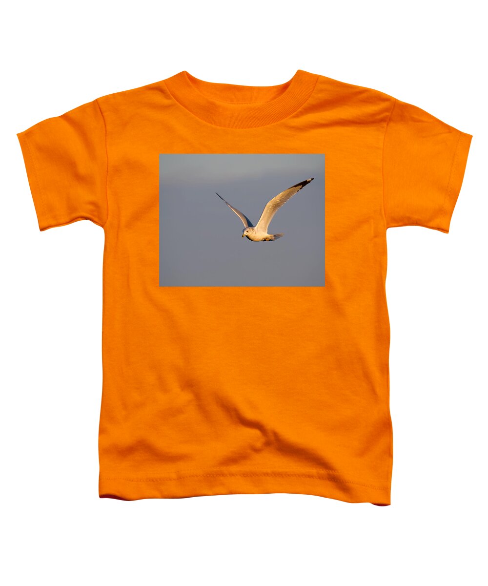 Seagull Toddler T-Shirt featuring the photograph Ring-Billed Seagull at Dawn by Flinn Hackett