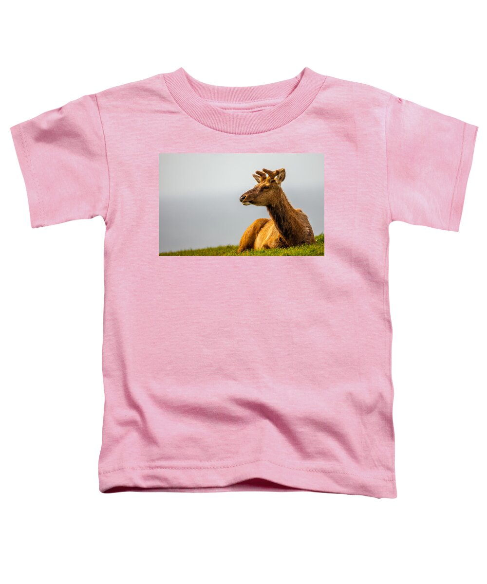 Big Horn Sheep Toddler T-Shirt featuring the photograph Drake Elk by Kevin Dietrich