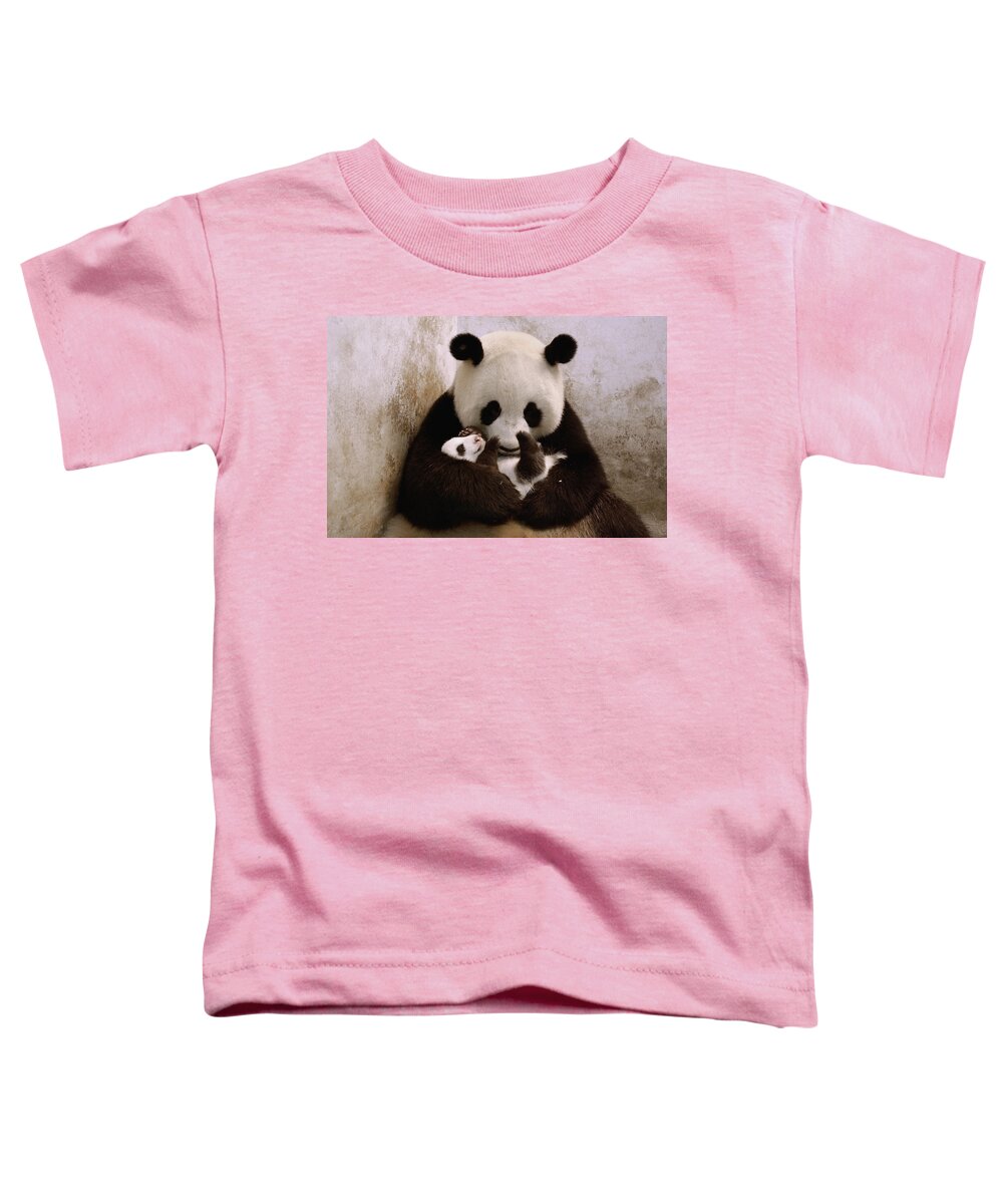 Feb0514 Toddler T-Shirt featuring the photograph Gongzhu Holding Her Cub Wolong China by Katherine Feng
