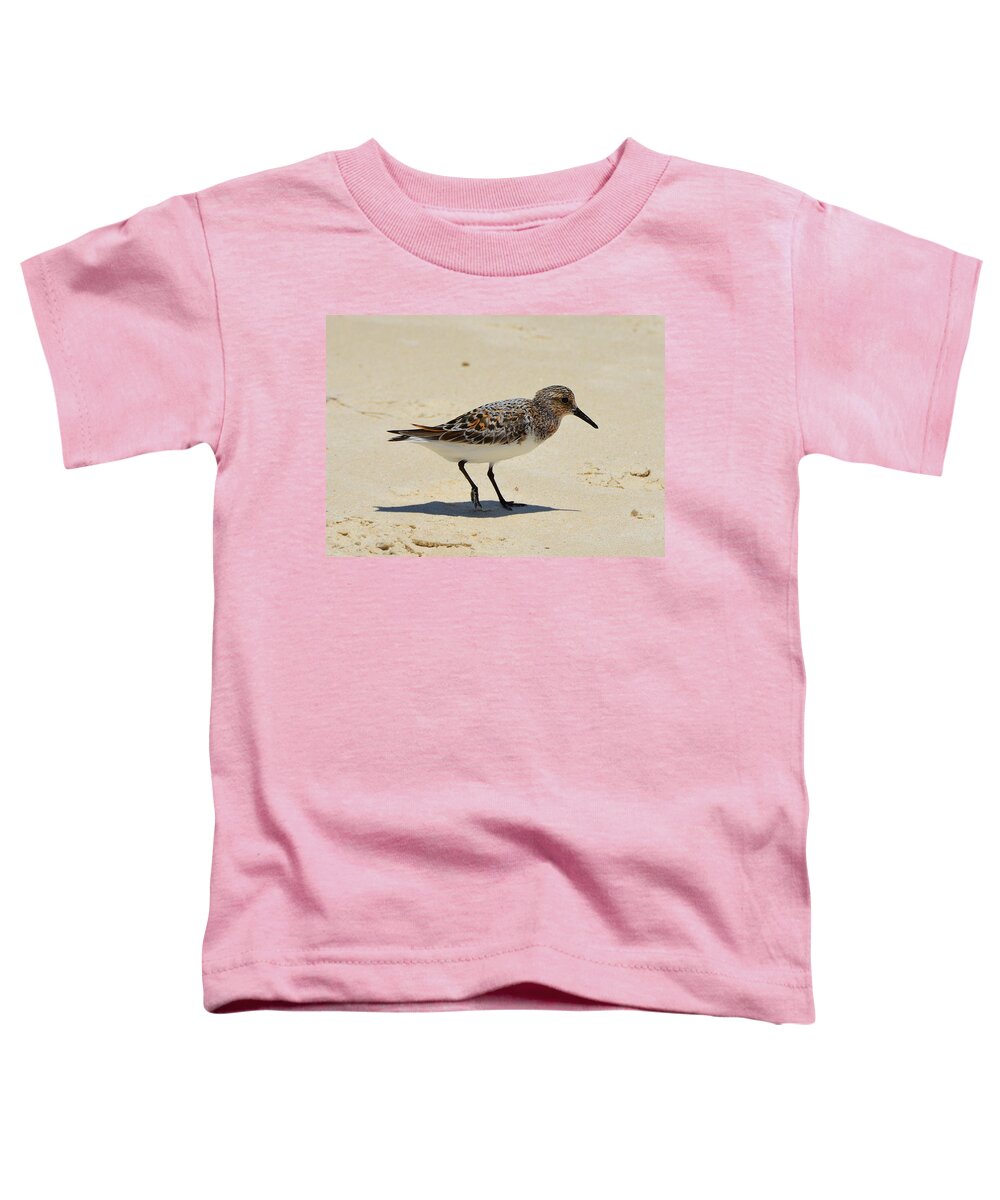 Ruddy Turnstone Toddler T-Shirt featuring the photograph Gulf Coast Ruddy Turnstone by Carla Parris