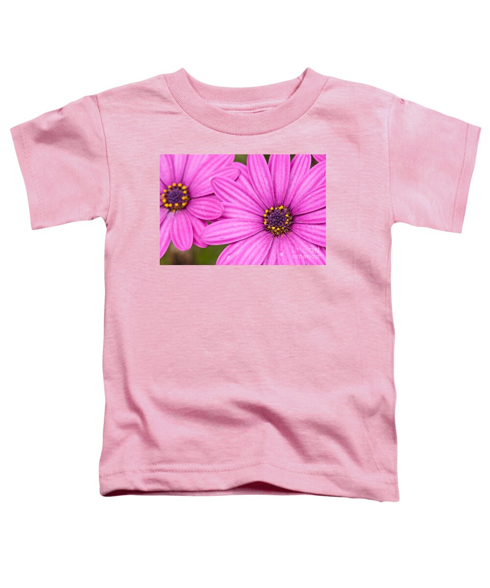Osteospermum Toddler T-Shirt featuring the photograph Osteospermum African Daisy closeup by Ken Brown