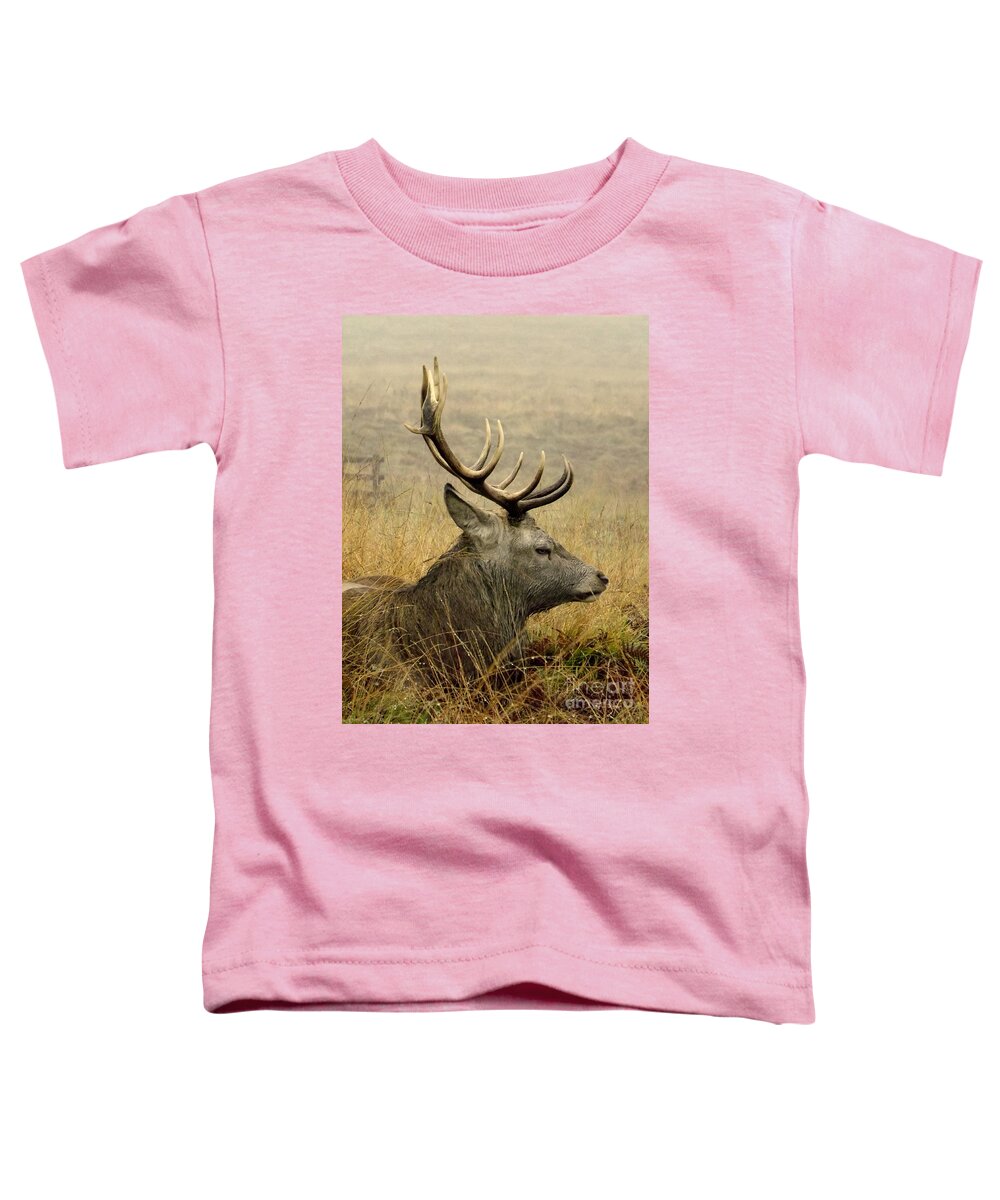 Bradgate Park Toddler T-Shirt featuring the photograph Resting stag by Linsey Williams