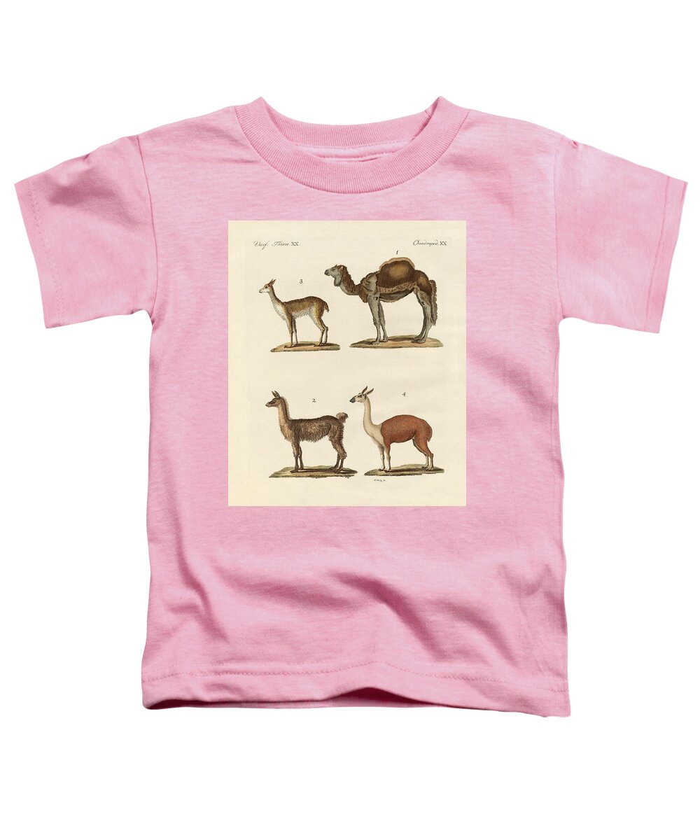 Dromedary Toddler T-Shirt featuring the drawing Various camels by Splendid Art Prints