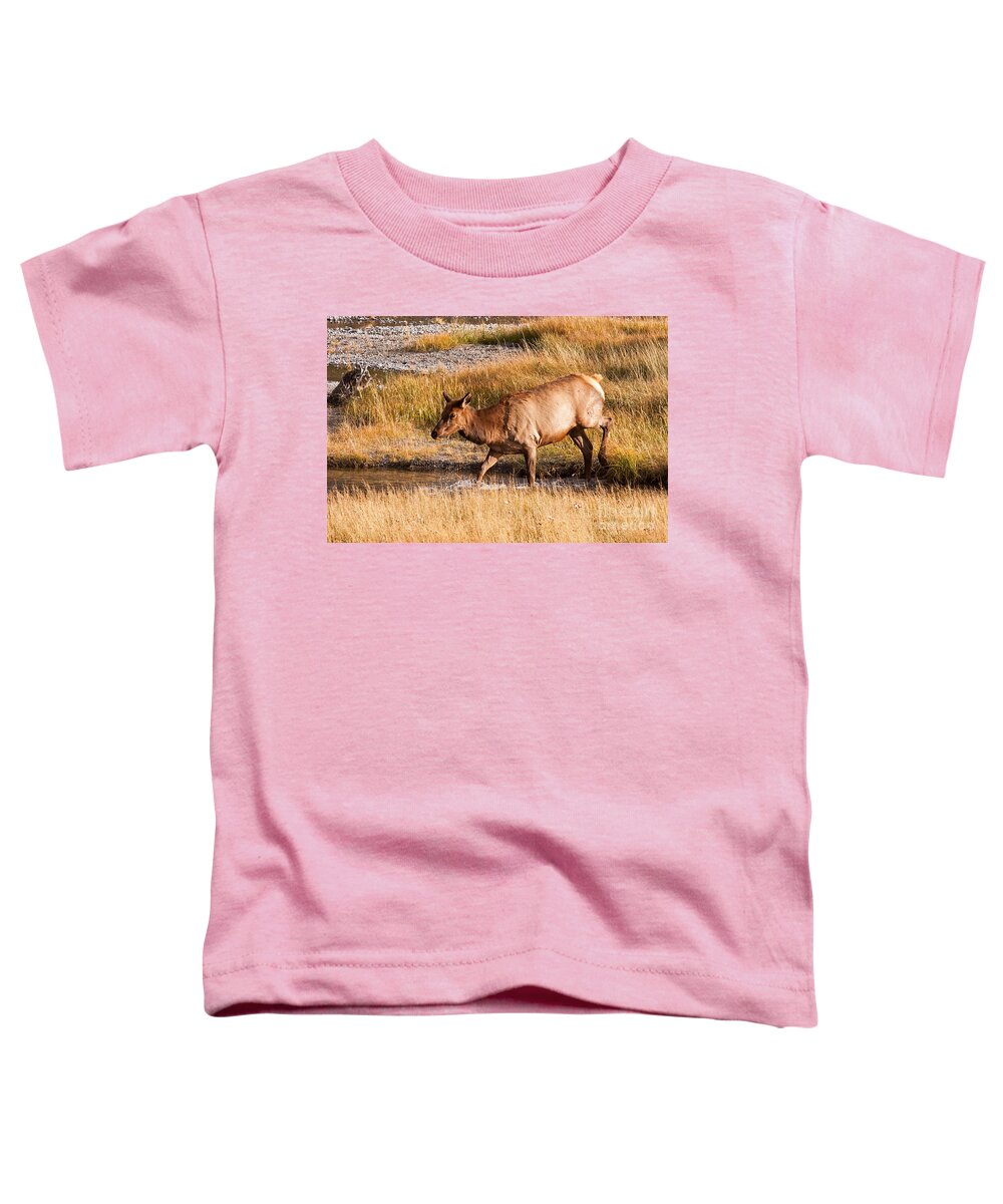 Autumn Toddler T-Shirt featuring the photograph Wapiti Elk Crossing the Madison River in Yellowstone National Park by Fred Stearns