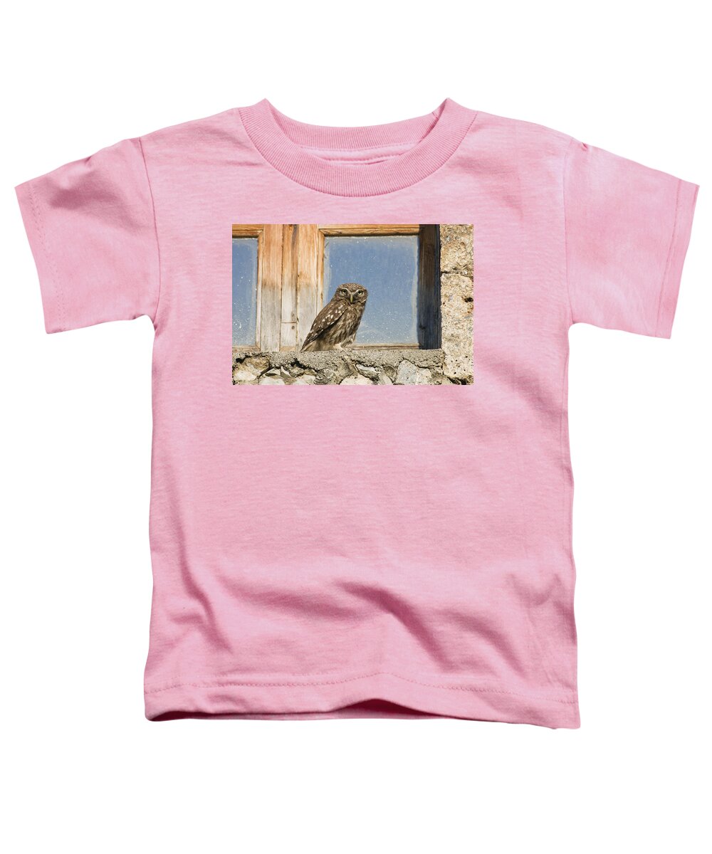 Mp Toddler T-Shirt featuring the photograph Little Owl Athene Noctua On Window by Konrad Wothe