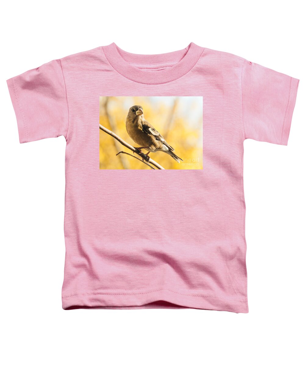 Grosbeak Toddler T-Shirt featuring the photograph Pretty in Yellow by Cheryl Baxter