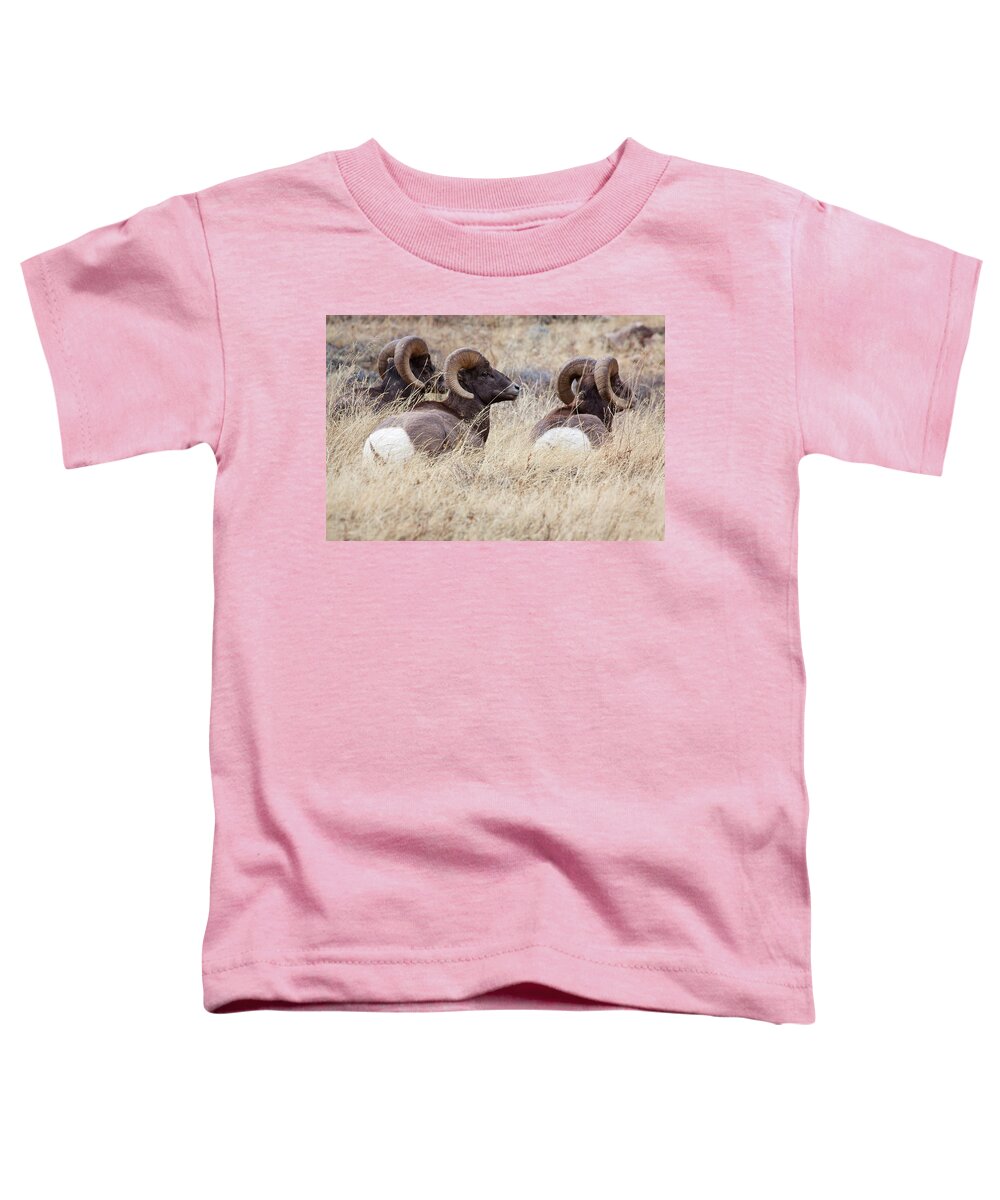 Bighorn Sheep Toddler T-Shirt featuring the photograph Three Kings by Jim Garrison