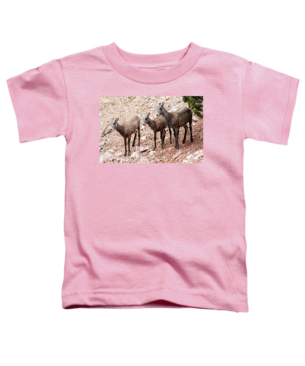 Bighorn Canyon National Recreation Area Toddler T-Shirt featuring the photograph 3 Little Lambs by Larry Ricker