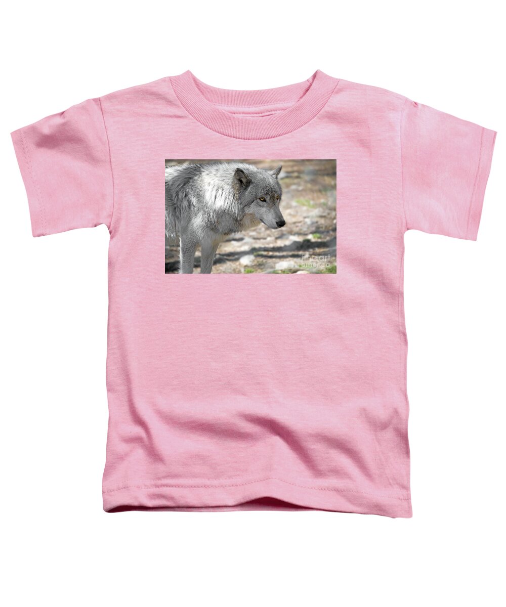Canis Lupus Toddler T-Shirt featuring the photograph Artic Wolf by Anthony Sacco