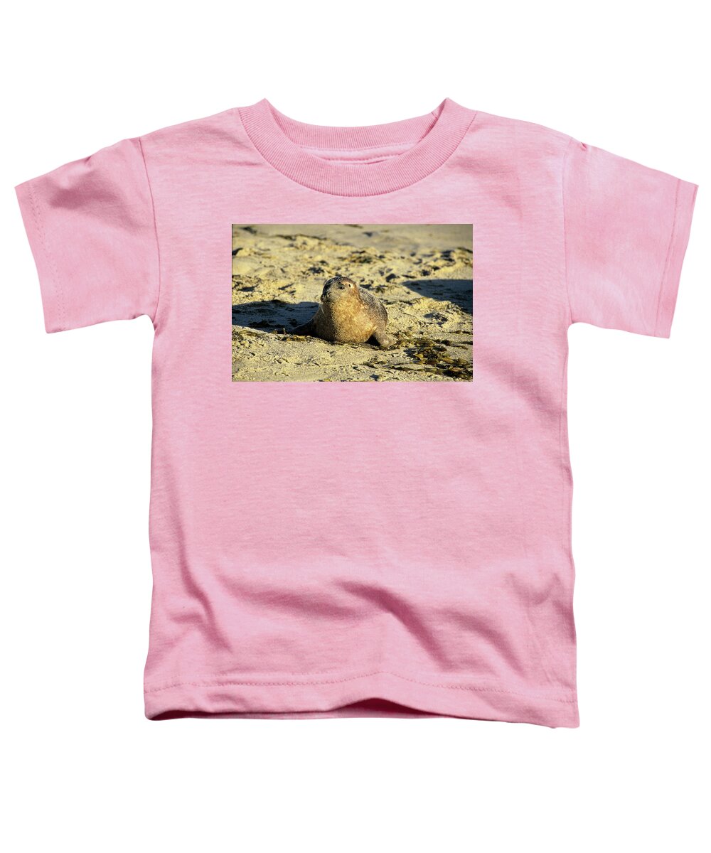 Seals Toddler T-Shirt featuring the photograph Baby seal in sand by David Shuler