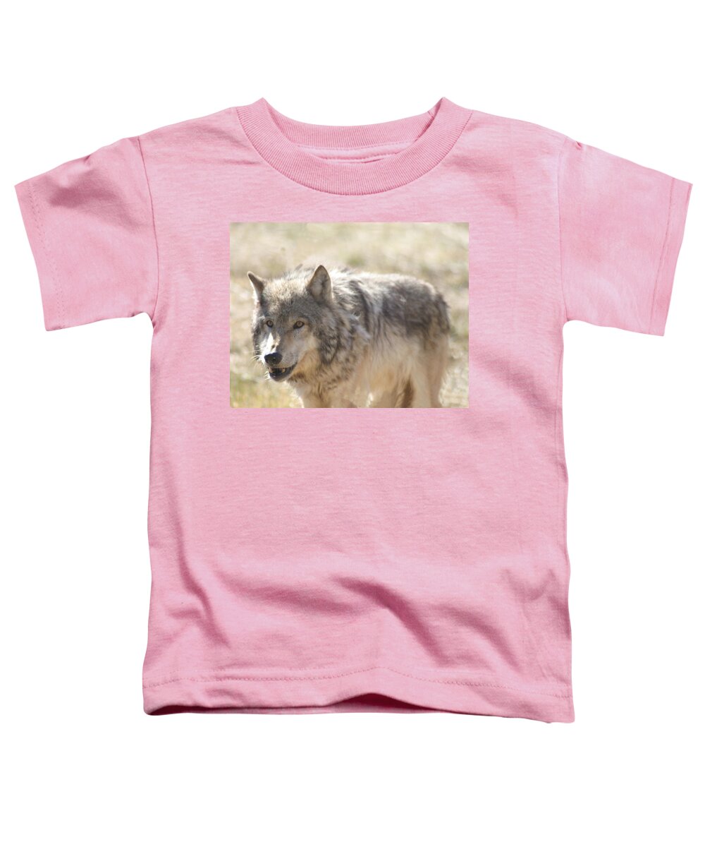 Wolf Toddler T-Shirt featuring the digital art Back Off Buddy by Gary Baird